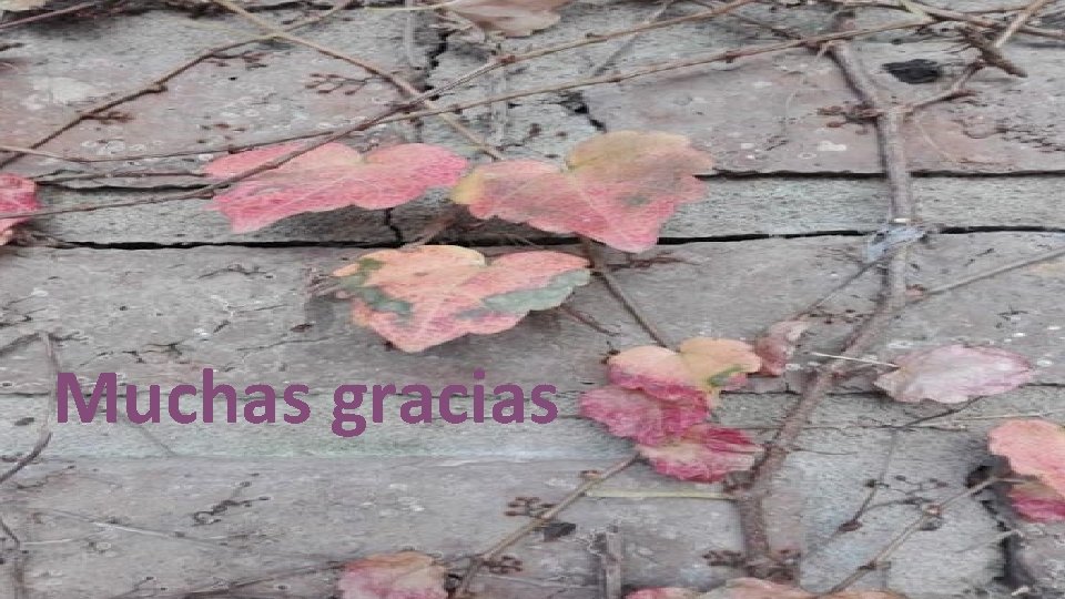 Muchas gracias 