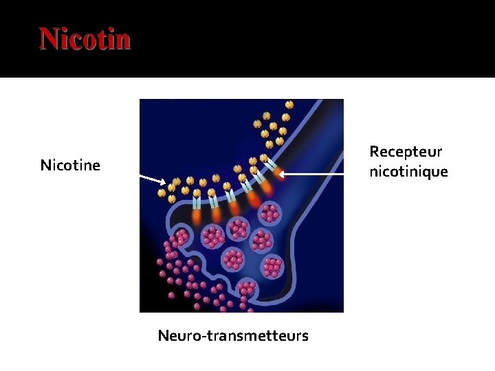 Nicotin Recepteur nicotinique Nicotine Neuro-transmetteurs 