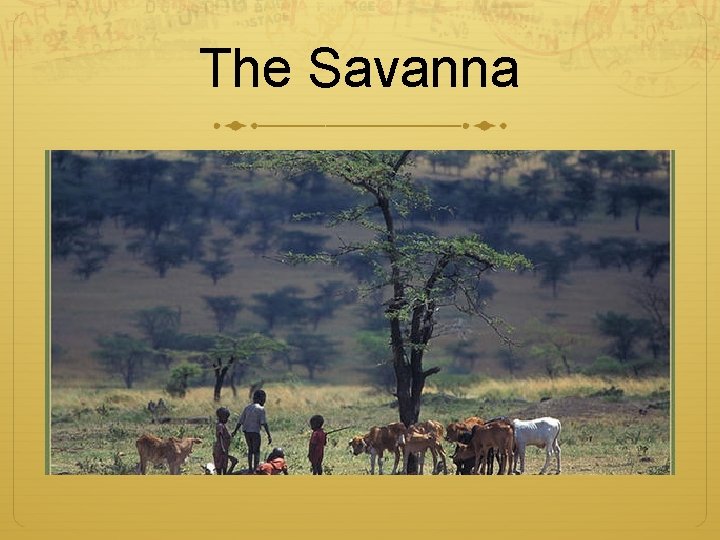 The Savanna 