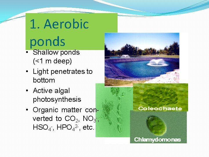 1. Aerobic ponds • Shallow ponds (<1 m deep) • Light penetrates to bottom 1. Aerobic ponds • Shallow ponds (<1 m deep) • Light penetrates to bottom