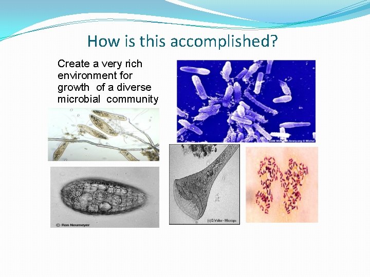 How is this accomplished? Create a very rich environment for growth of a diverse How is this accomplished? Create a very rich environment for growth of a diverse