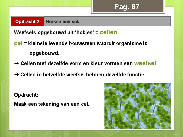 Pag. 67 Opdracht 2 Herken een cel. Weefsels opgebouwd uit ‘hokjes’ = cellen cel Pag. 67 Opdracht 2 Herken een cel. Weefsels opgebouwd uit ‘hokjes’ = cellen cel