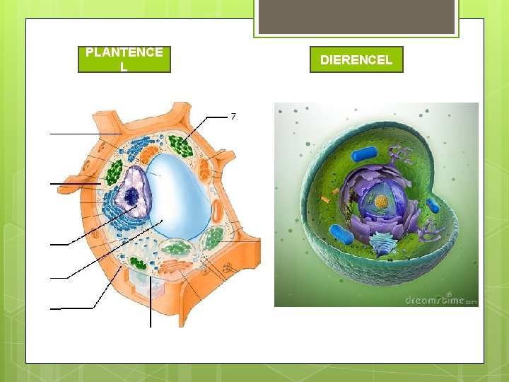 PLANTENCE L DIERENCEL PLANTENCE L DIERENCEL