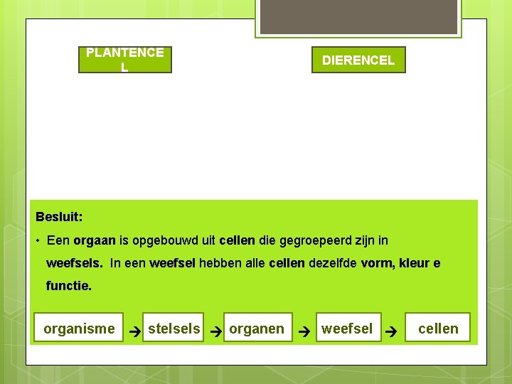 PLANTENCE L DIERENCEL Besluit: • Een orgaan is opgebouwd uit cellen die gegroepeerd zijn PLANTENCE L DIERENCEL Besluit: • Een orgaan is opgebouwd uit cellen die gegroepeerd zijn