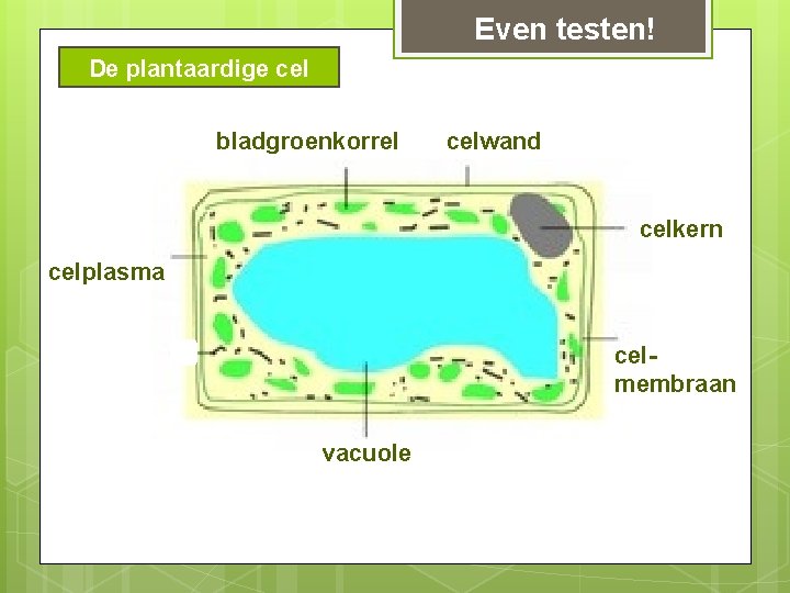 Even testen! De plantaardige cel bladgroenkorrel celwand celkern celplasma celmembraan vacuole Even testen! De plantaardige cel bladgroenkorrel celwand celkern celplasma celmembraan vacuole