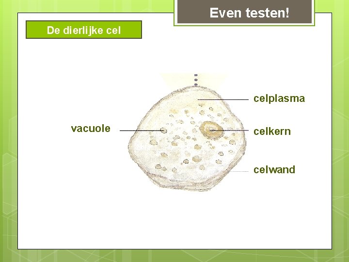 Even testen! De dierlijke celplasma vacuole celkern celwand Even testen! De dierlijke celplasma vacuole celkern celwand