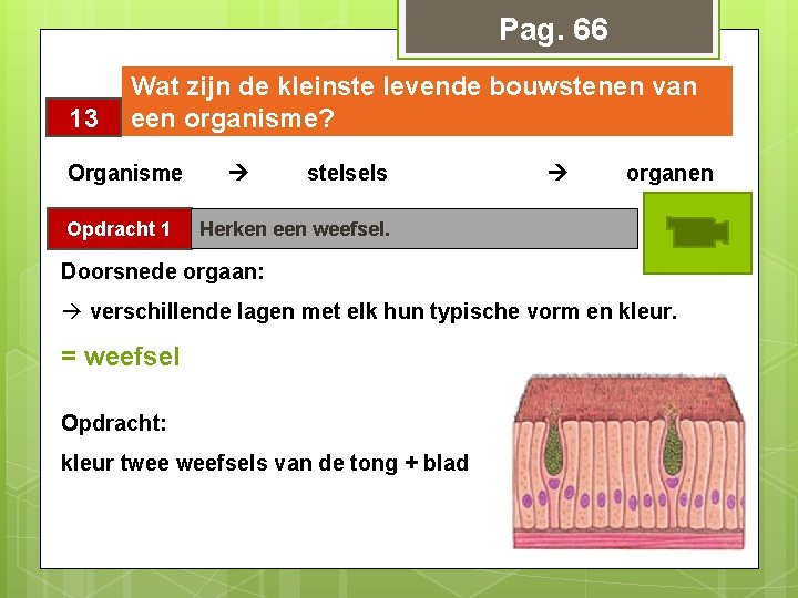 Pag. 66 13 Wat zijn de kleinste levende bouwstenen van een organisme? Organisme Opdracht Pag. 66 13 Wat zijn de kleinste levende bouwstenen van een organisme? Organisme Opdracht