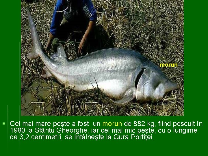 morun § Cel mai mare peşte a fost un morun de 882 kg, fiind