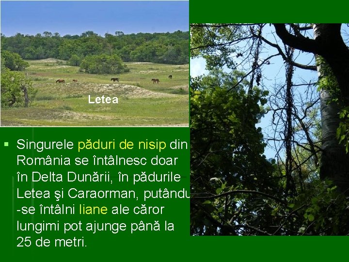 Letea § Singurele păduri de nisip din România se întâlnesc doar în Delta Dunării,