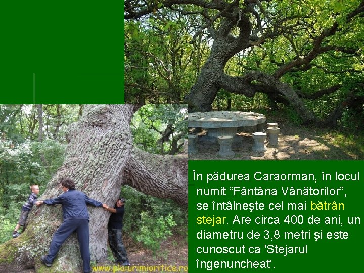 În pădurea Caraorman, în locul numit “Fântâna Vânătorilor”, se întâlneşte cel mai bătrân stejar.