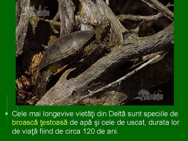 § Cele mai longevive vietăţi din Deltă sunt speciile de broască ţestoasă de apă