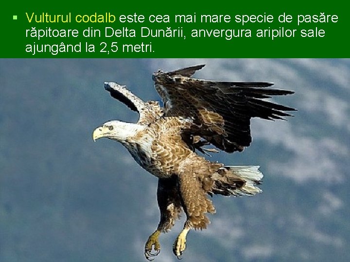 § Vulturul codalb este cea mai mare specie de pasăre răpitoare din Delta Dunării,