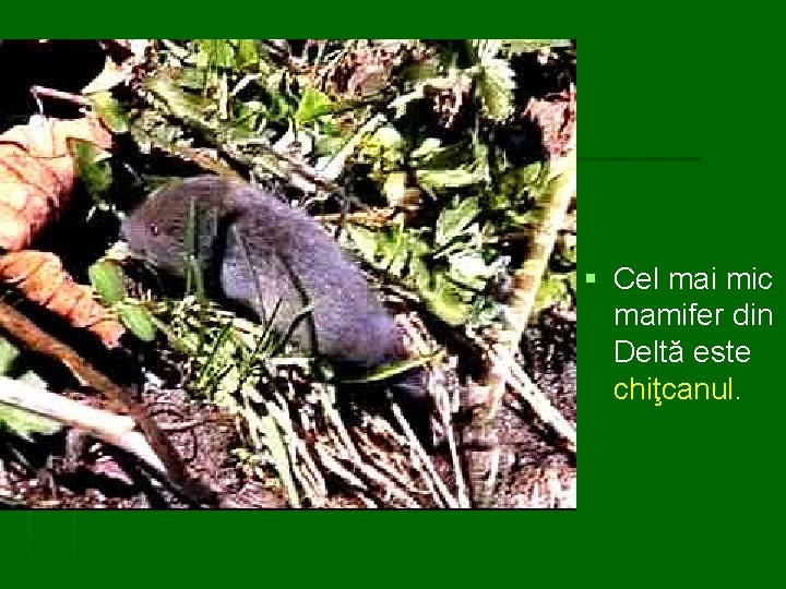 § Cel mai mic mamifer din Deltă este chiţcanul. 