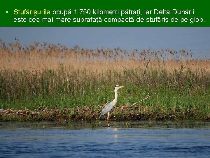 § Stufărişurile ocupă 1. 750 kilometri pătraţi, iar Delta Dunării este cea mai mare