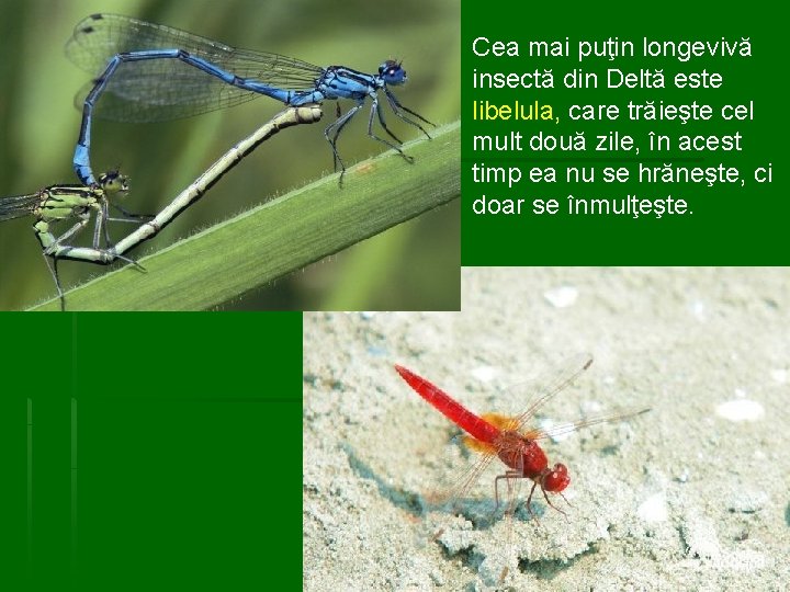 § Cea mai puţin longevivă insectă din Deltă este libelula, care trăieşte cel mult