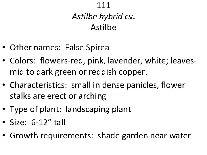 111 Astilbe hybrid cv. Astilbe • Other names: False Spirea • Colors: flowers-red, pink,