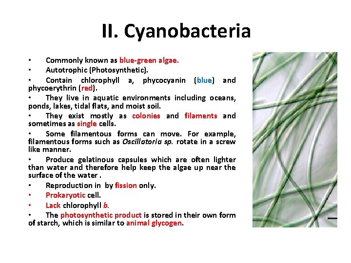 II. Cyanobacteria • Commonly known as blue-green algae. • Autotrophic (Photosynthetic). • Contain chlorophyll