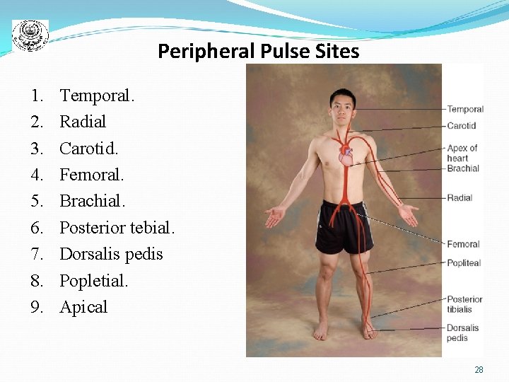 Peripheral Pulse Sites 1. 2. 3. 4. 5. 6. 7. 8. 9. Temporal. Radial