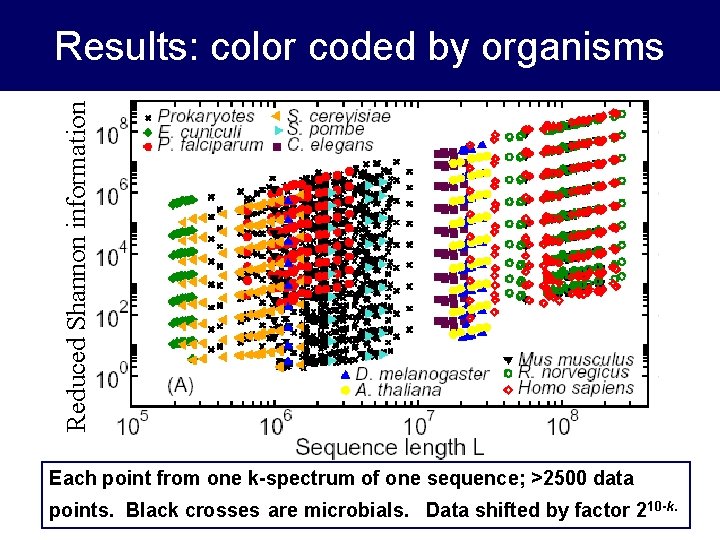 Reduced Shannon information Results: color coded by organisms Each point from one k-spectrum of