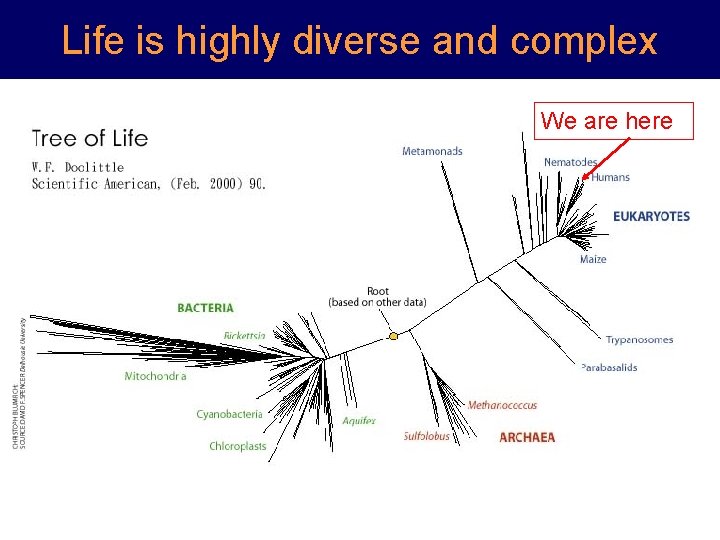 Life is highly diverse and complex We are here 