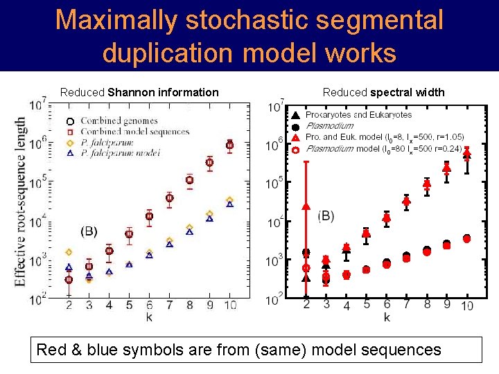 Maximally stochastic segmental duplication model works Reduced Shannon information Reduced spectral width Red &