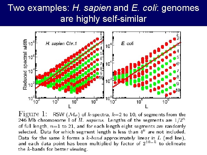 Two examples: H. sapien and E. coli: genomes are highly self-similar 