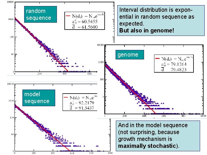 random sequence Interval distribution is exponential in random sequence as expected. But also in