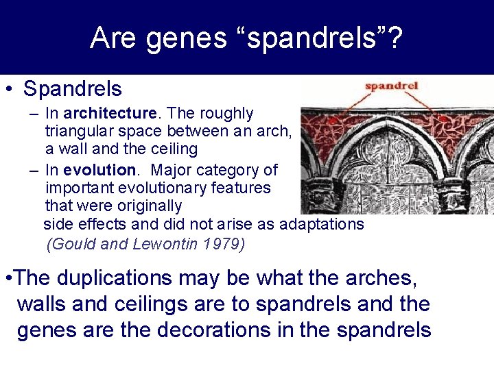 Are genes “spandrels”? • Spandrels – In architecture. The roughly triangular space between an