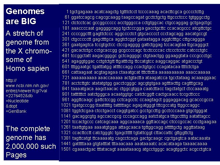 Genomes are BIG A stretch of genome from the X chromosome of Homo sapien