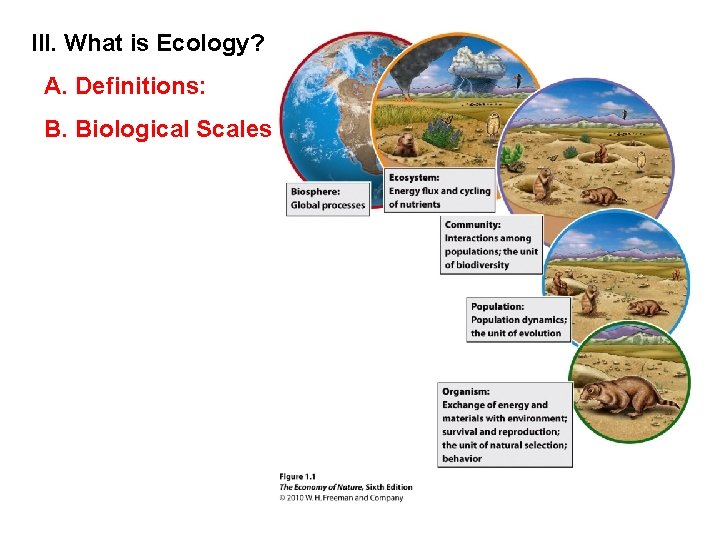 III. What is Ecology? A. Definitions: B. Biological Scales 