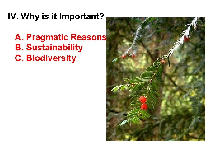 IV. Why is it Important? A. Pragmatic Reasons B. Sustainability C. Biodiversity 