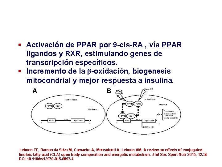 § Activación de PPAR por 9 -cis-RA , vía PPAR ligandos y RXR, estimulando