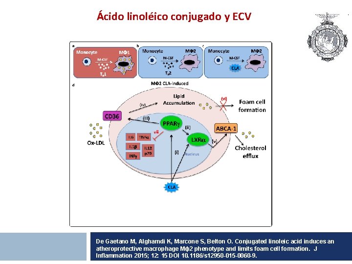 Ácido linoléico conjugado y ECV De Gaetano M, Alghamdi K, Marcone S, Belton O.