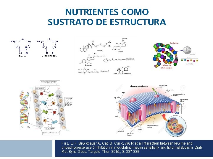 NUTRIENTES COMO SUSTRATO DE ESTRUCTURA Fu L, Li F, Bruckbauer A, Cao Q, Cui