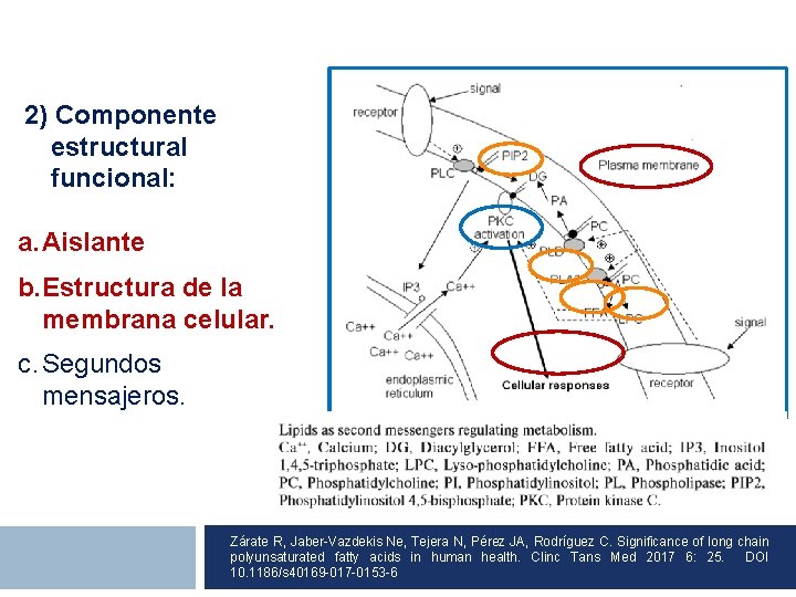  2) Componente estructural funcional: a. Aislante b. Estructura de la membrana celular. c.