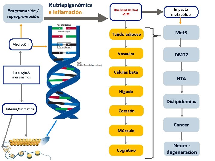 Programación / reprogramación Nutriepigenómica e inflamación Obesidad Central >0. 50 Impacto metabólico Tejido adiposo