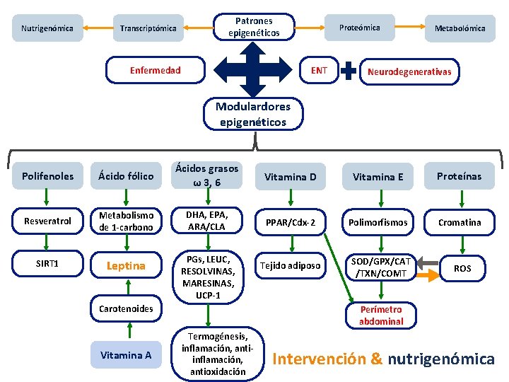 Nutrigenómica Patrones epigenéticos Transcriptómica Enfermedad Proteómica ENT Metabolómica Neurodegenerativas Modulardores epigenéticos Polifenoles Ácido fólico