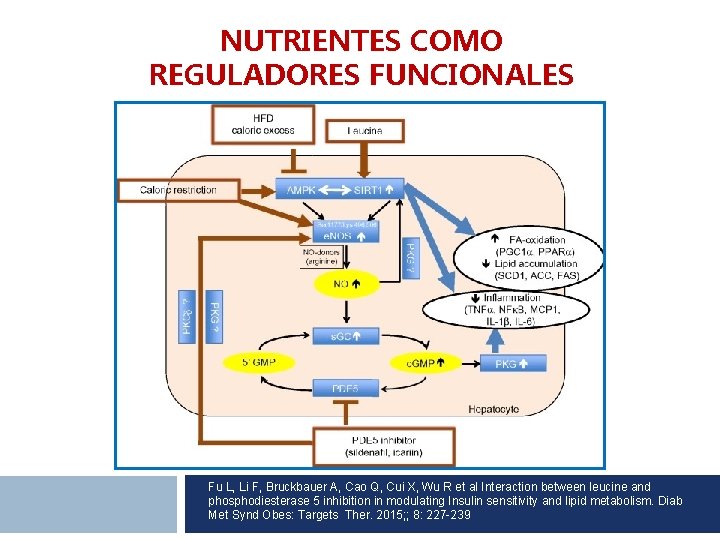 NUTRIENTES COMO REGULADORES FUNCIONALES Fu L, Li F, Bruckbauer A, Cao Q, Cui X,