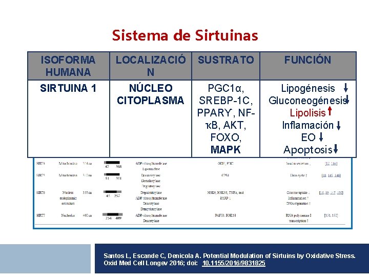 Sistema de Sirtuinas ISOFORMA HUMANA LOCALIZACIÓ N SUSTRATO FUNCIÓN SIRTUINA 1 NÚCLEO CITOPLASMA PGC