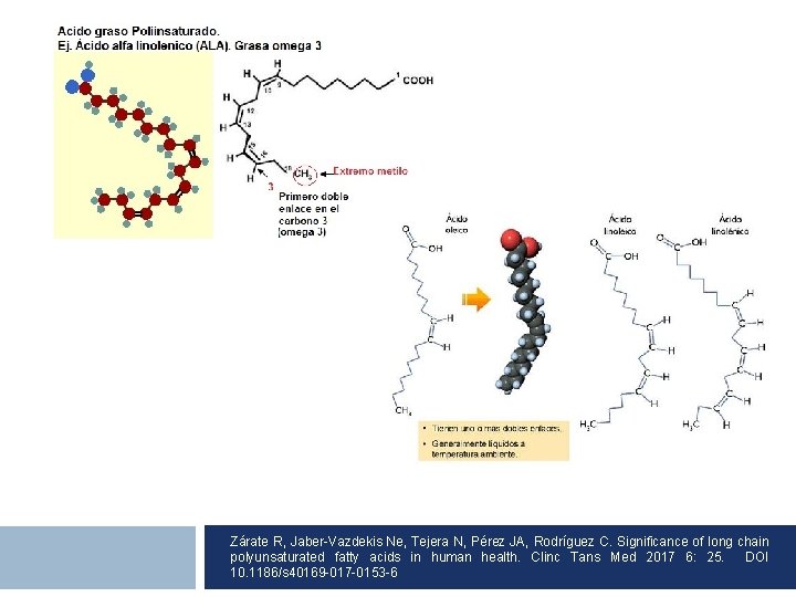 Zárate R, Jaber-Vazdekis Ne, Tejera N, Pérez JA, Rodríguez C. Significance of long chain