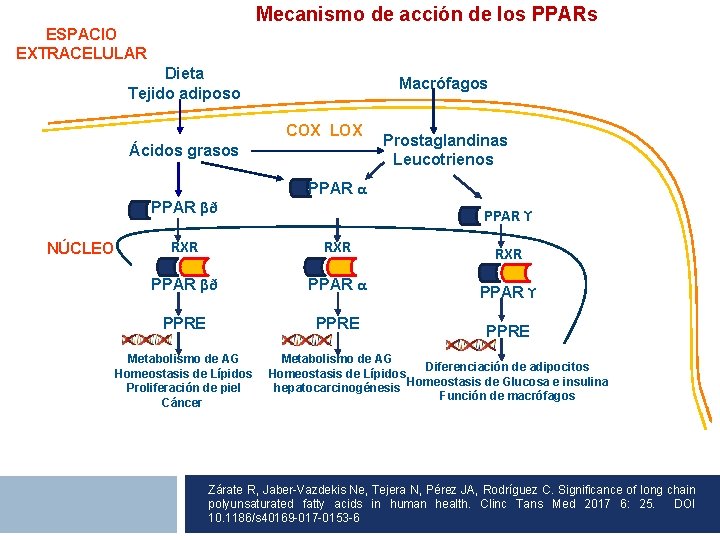 Mecanismo de acción de los PPARs ESPACIO EXTRACELULAR Dieta Tejido adiposo Macrófagos Tejido adiposo