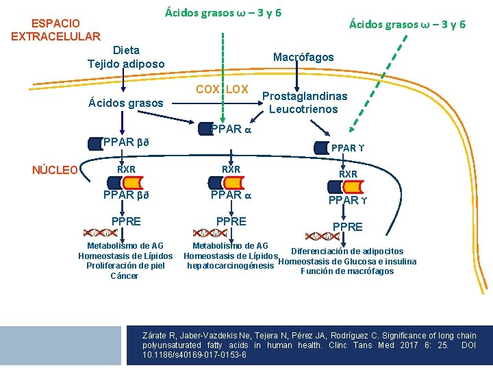 Ácidos grasos ω – 3 y 6 ESPACIO EXTRACELULAR Dieta Tejido adiposo Macrófagos Tejido