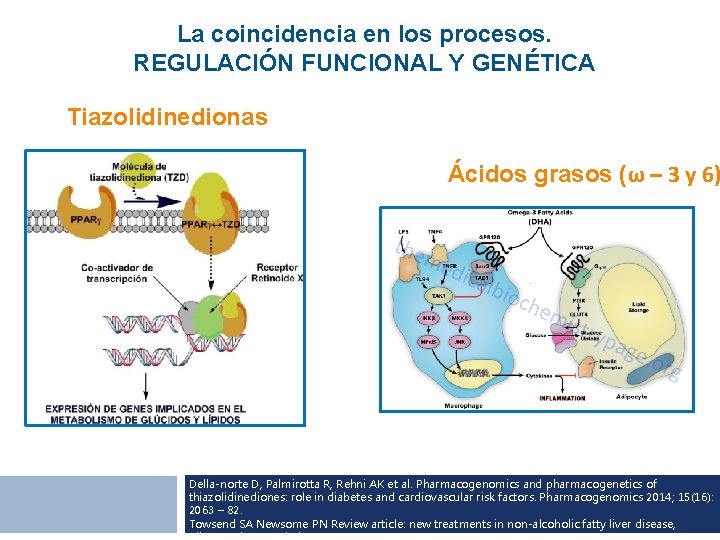 La coincidencia en los procesos. REGULACIÓN FUNCIONAL Y GENÉTICA Tiazolidinedionas Ácidos grasos (ω –