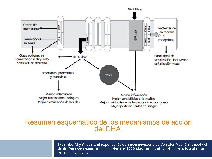 Resumen esquemático de los mecanismos de acción del DHA. Makrides M y Bhatia J.