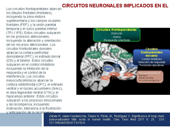 CIRCUITOS NEURONALES IMPLICADOS EN EL T Los circuitos frontoparietales abarcan los lóbulos frontales (frontales),