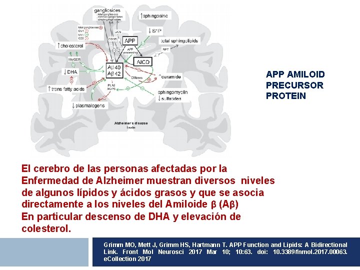 APP AMILOID PRECURSOR PROTEIN El cerebro de las personas afectadas por la Enfermedad de