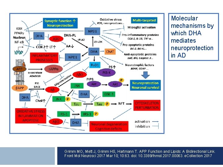 Molecular mechanisms by which DHA mediates neuroprotection in AD Grimm MO, Mett J, Grimm