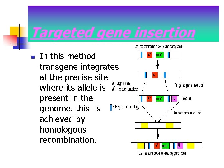 Targeted gene insertion n In this method transgene integrates at the precise site where