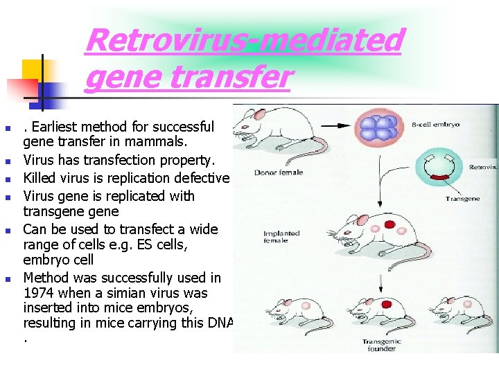 Retrovirus-mediated gene transfer n n n . Earliest method for successful gene transfer in