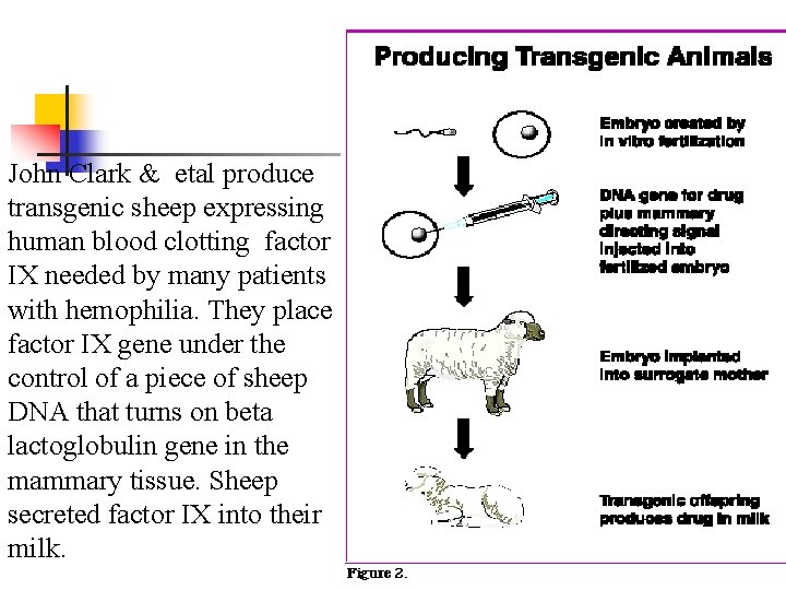 John Clark & etal produce transgenic sheep expressing human blood clotting factor IX needed